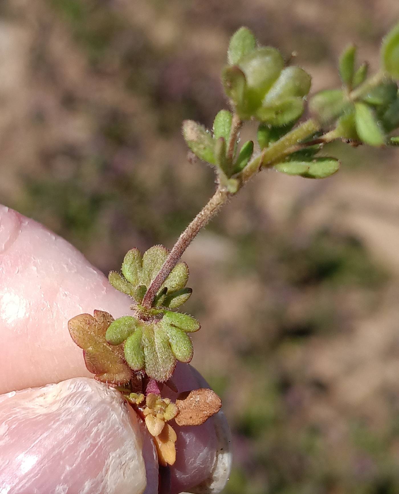 Veronica triphyllos image
