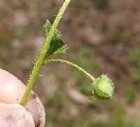 Veronica sublobata image