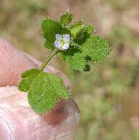 Veronica sublobata image