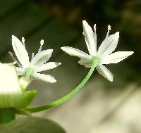 Allium canadense var. canadense image