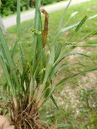 Carex cumberlandensis image