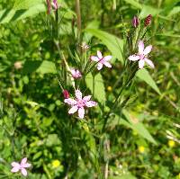 Dianthus armeria subsp. armeria image