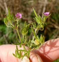 Geranium dissectum image