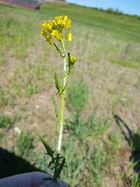 Sisymbrium loeselii image