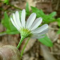 Astranthium integrifolium image