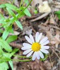 Astranthium integrifolium image