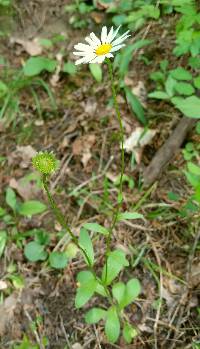 Astranthium integrifolium image