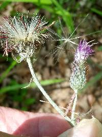 Cirsium carolinianum image