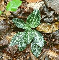 Goodyera pubescens image