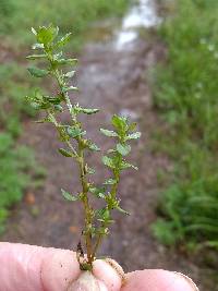 Lysimachia minima image