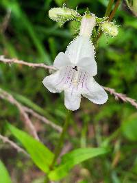 Penstemon digitalis image