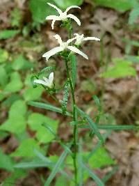 Sericocarpus linifolius image