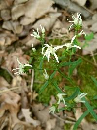 Sericocarpus linifolius image