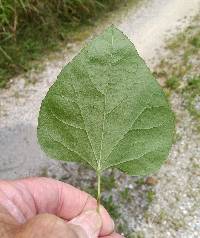 Nephroia carolina image