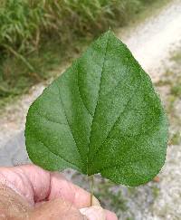 Nephroia carolina image