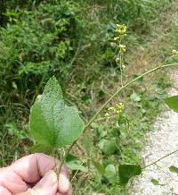 Nephroia carolina image