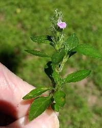 Justicia procumbens image