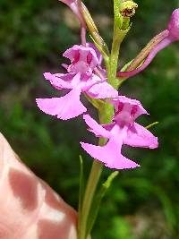 Platanthera peramoena image