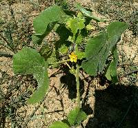 Abutilon theophrasti image