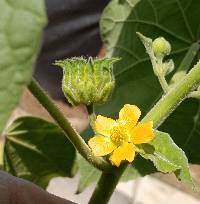 Abutilon theophrasti image