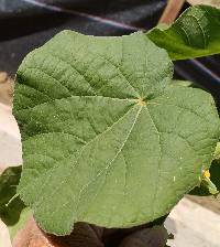 Abutilon theophrasti image