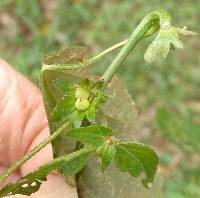 Acalypha deamii image