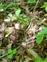 Allium burdickii image