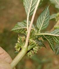 Amaranthus spinosus image