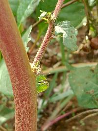 Amaranthus spinosus image