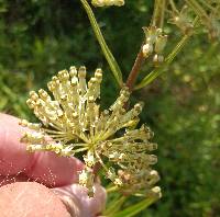 Asclepias hirtella image