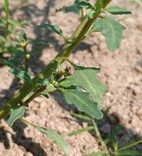 Oxybasis glauca var. glauca image