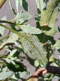 Oxybasis glauca var. glauca image