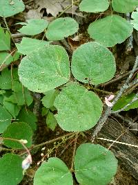 Desmodium rotundifolium image