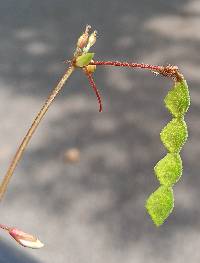 Desmodium rotundifolium image