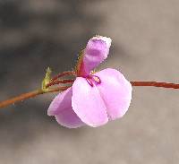 Desmodium rotundifolium image