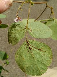 Desmodium rotundifolium image