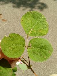 Desmodium rotundifolium image