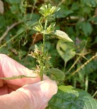 Dicliptera brachiata image