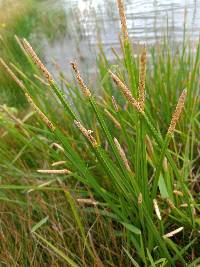 Eleocharis quadrangulata image