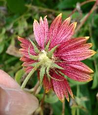 Gaillardia pulchella var. pulchella image