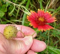 Gaillardia pulchella var. pulchella image