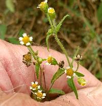 Galinsoga quadriradiata image