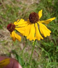 Helenium flexuosum image