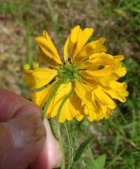 Helenium flexuosum image