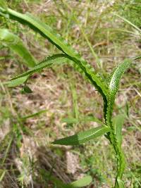 Helenium flexuosum image