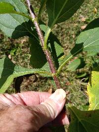 Helianthus tuberosus image