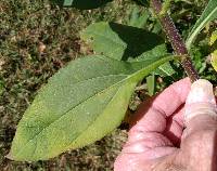 Helianthus tuberosus image