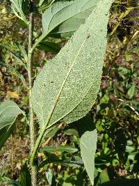 Helianthus tuberosus image