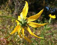 Helianthus tuberosus image