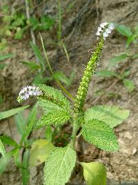 Heliotropium indicum image